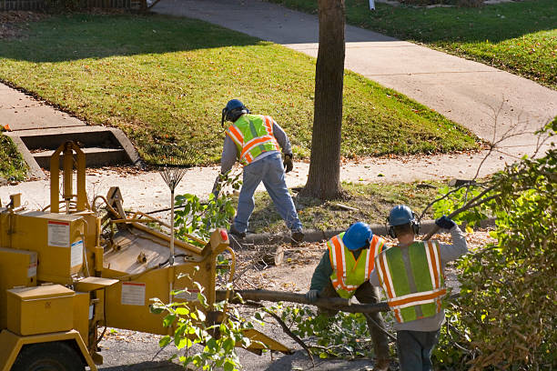 Best Tree Disease Treatment  in Astor, FL